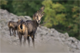 <p>KAMZÍK HORSKÝ (Rupicapra rupicapra) Lužické hory, Studenec ---- /Chamois - Gämse/</p>